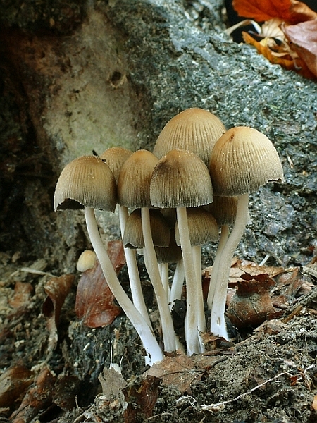 hnojník  Coprinus sp.