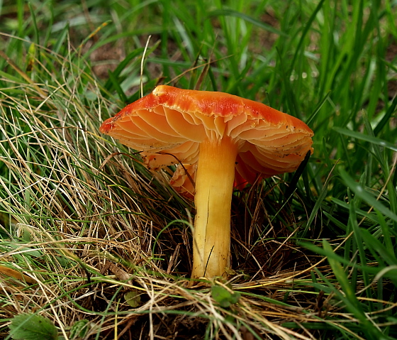 lúčnica granátovočervená Hygrocybe punicea (Fr.) P. Kumm.