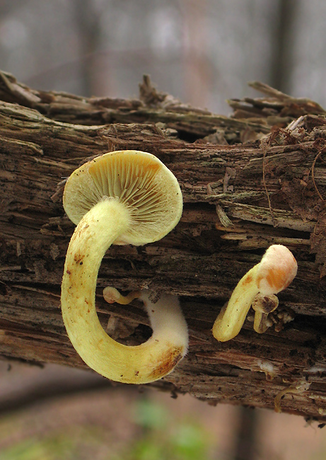 strapcovka zväzkovitá Hypholoma fasciculare (Huds.) P. Kumm.