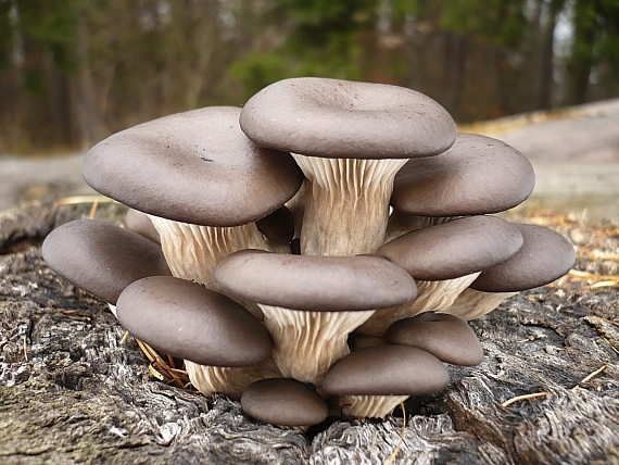 hliva ustricovitá Pleurotus ostreatus (Jacq.) P. Kumm.