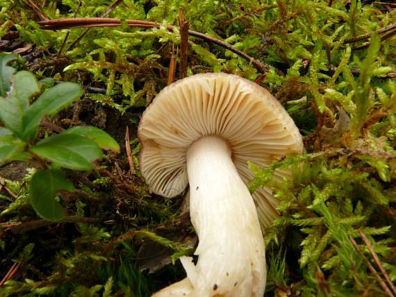 holubinka dívčí - Plávka dievčenská Russula puellaris  Fr.