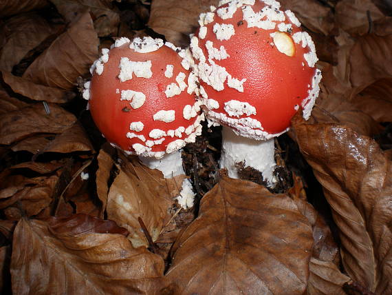 muchotrávka červená Amanita muscaria (L.) Lam.