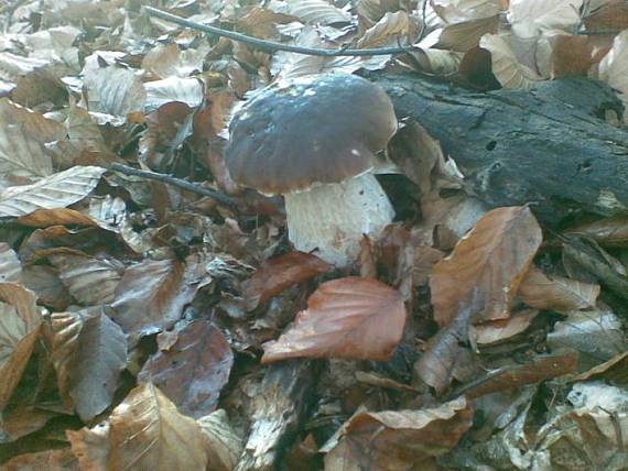 hríb smrekový Boletus edulis Bull.