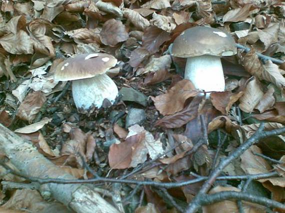 hríb smrekový Boletus edulis Bull.