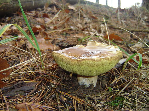 hríb smrekový Boletus edulis Bull.