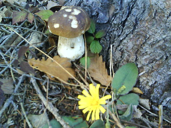 hríb smrekový Boletus edulis Bull.