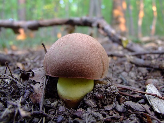 hríb kráľovský Butyriboletus regius (Krombh.) D. Arora & J.L. Frank