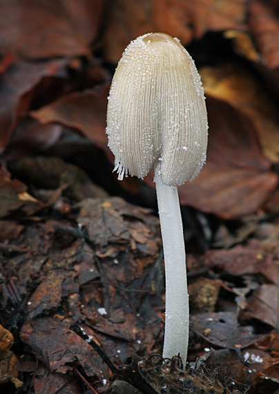 hnojník lúčový Coprinellus radians (Desm.) Vilgalys, Hopple & Jacq. Johnson