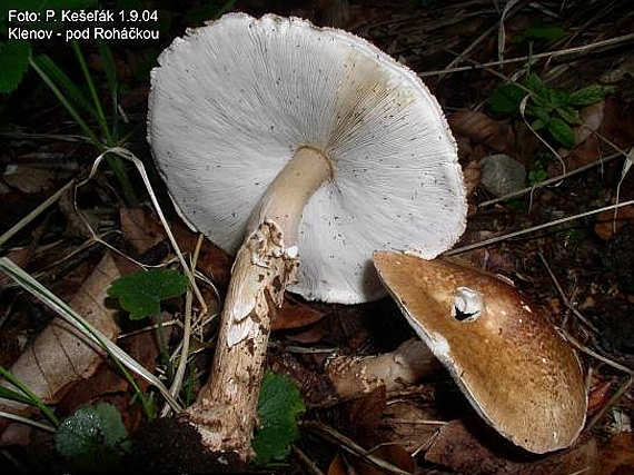 bedlička ostrošupinatá Echinoderma asperum (Pers.) Bon