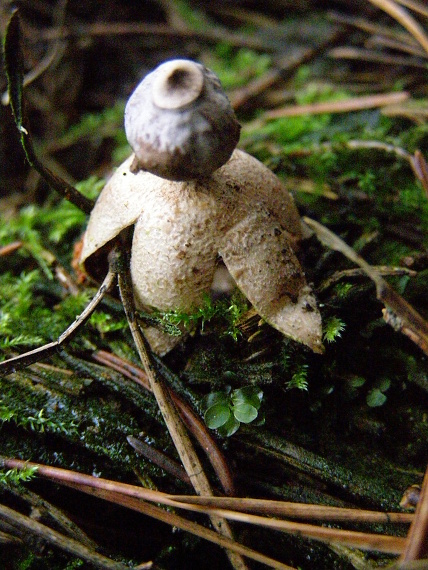 hvězdovka smrková  Geastrum quadrifidum DC. ex Pers.