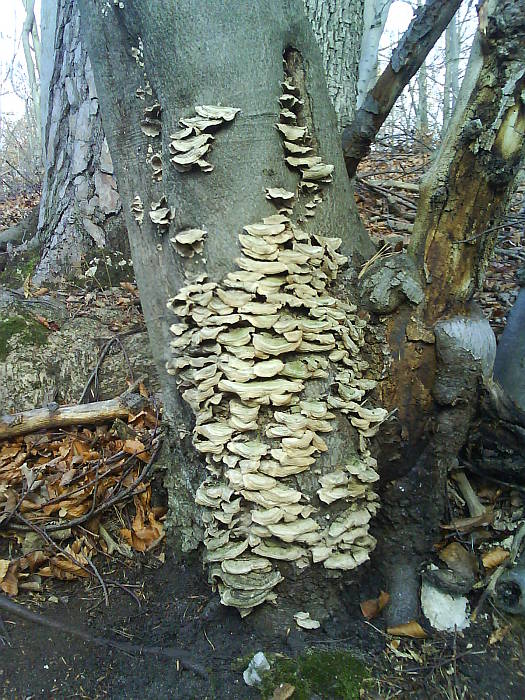 lupeňovka brezová Lenzites betulina (L.) Fr.