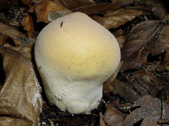 prášnica hnednúca Lycoperdon molle Pers.