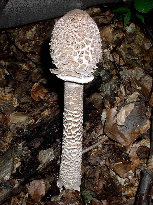 bedľa vysoká Macrolepiota procera (Scop.) Singer