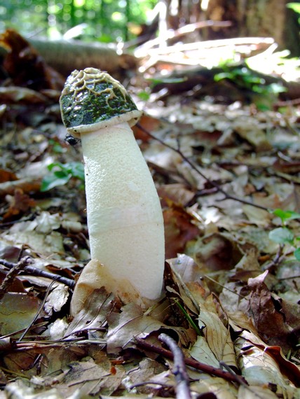 hadovka smradľavá Phallus impudicus L.