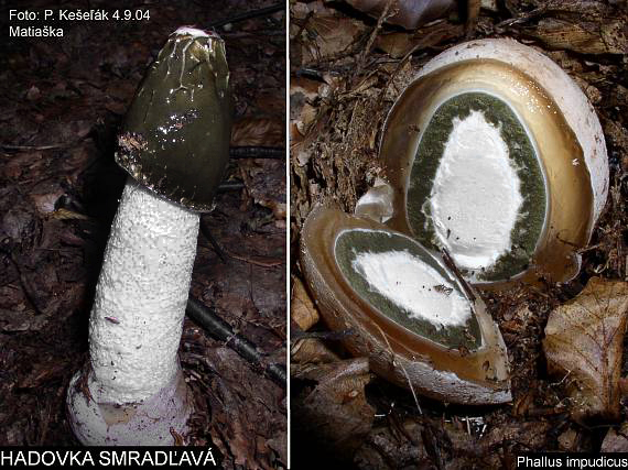 hadovka smradľavá Phallus impudicus L.