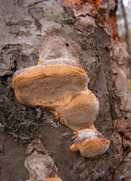 ohňovec slivkový Phellinus pomaceus (Pers.) Maire