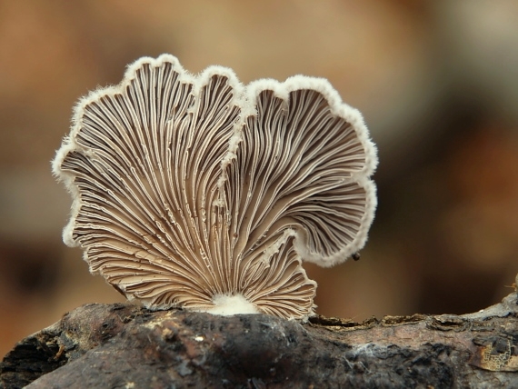 klanolupeňovka obyčajná Schizophyllum commune Fr.