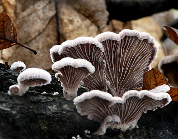 klanolupeňovka obyčajná Schizophyllum commune Fr.