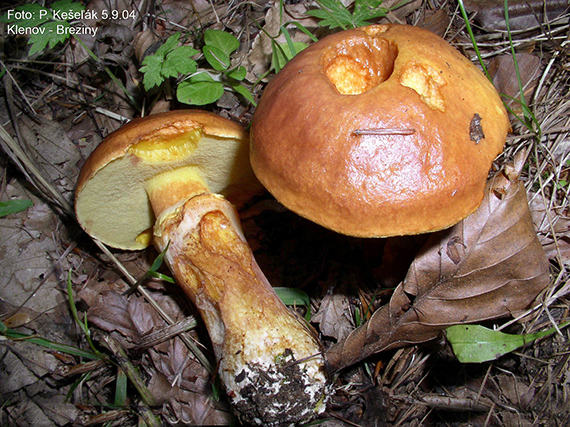 masliak smrekovcový Suillus grevillei (Klotzsch) Singer