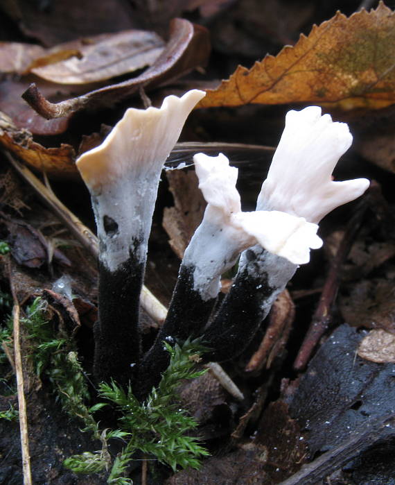 drevnatec parohatý Xylaria hypoxylon (L.) Grev.