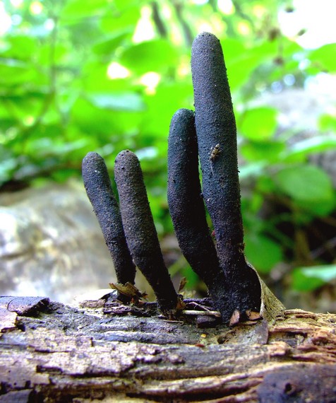 drevnatec štíhly Xylaria longipes Nitschke