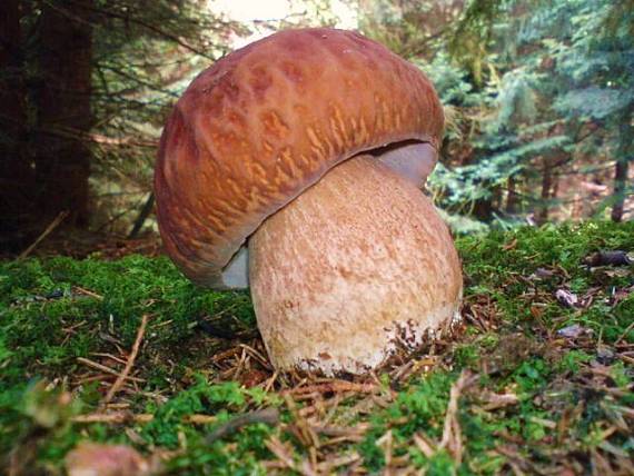 hríb Dubový Boletus Reticulatus Schaeff.