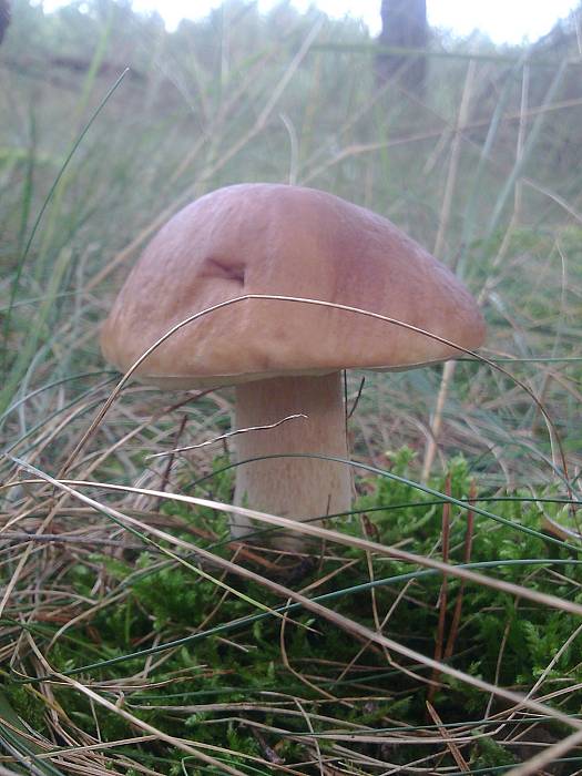 hríb smrekový Boletus edulis Bull.