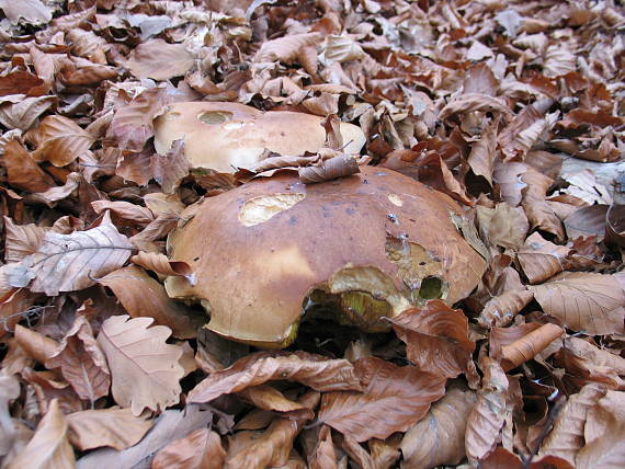 hríb smrekový Boletus edulis Bull.