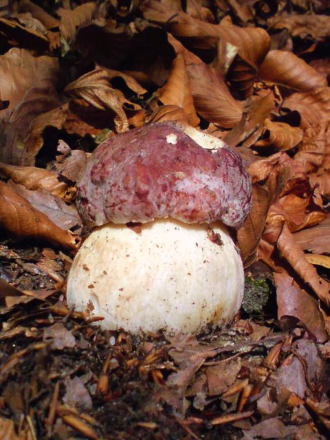 hríb sosnový Boletus pinophilus Pil. et Dermek in Pil.