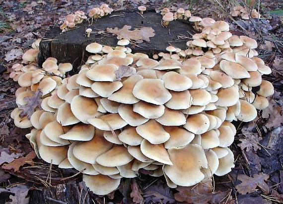 strapcovka zväzkovitá - Třepenitka svazčitá Hypholoma fasciculare (Huds.) P. Kumm.