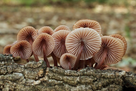 prilbička Mycena sp.