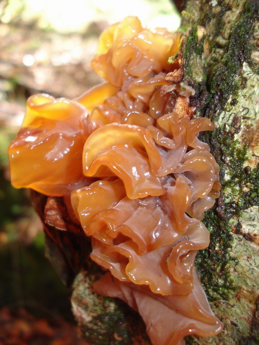 rôsolovka lupeňovitá  Phaeotremella foliacea (Pers.) Wedin, J.C. Zamora & Millanes