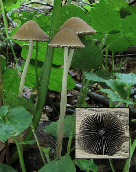 drobuľka útla Psathyrella corrugis (Pers.) Konrad & Maubl.