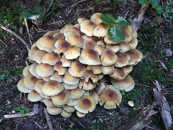 strapcovka zväzkovitá Hypholoma fasciculare (Huds.) P. Kumm.