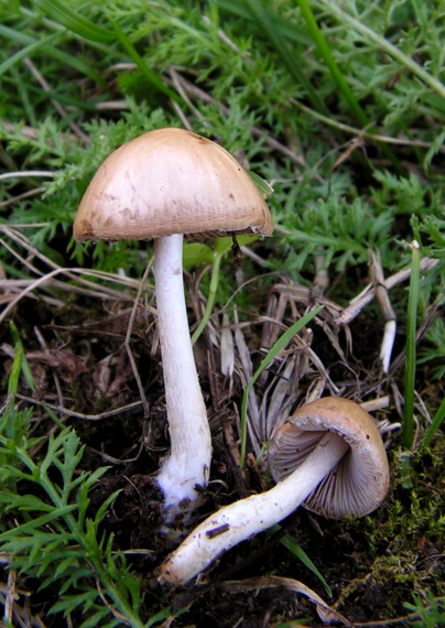 drobuľka Psathyrella sp.