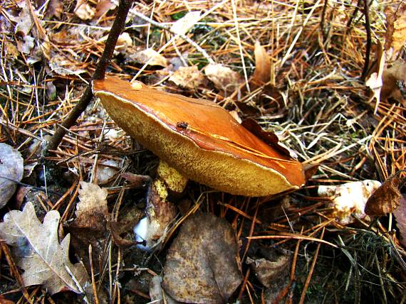 masliak smrekovcový Suillus grevillei (Klotzsch) Singer