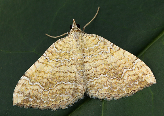 piadivka žihľavová Camptogramma bilineata