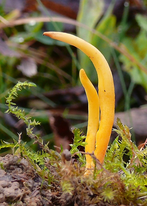 pakonárovka Clavulinopsis sp.