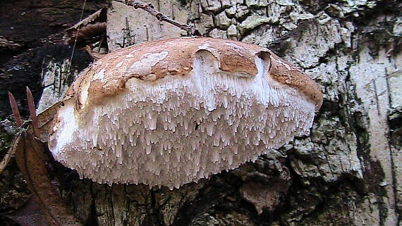 brezovník obyčajný Polyporus betulinus