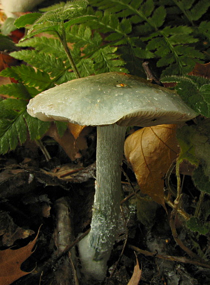 golierovka zelenomodrá Stropharia caerulea Kreisel