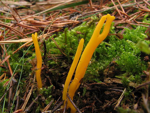 parôžkovec lepkavý Calocera viscosa (Pers.) Fr.