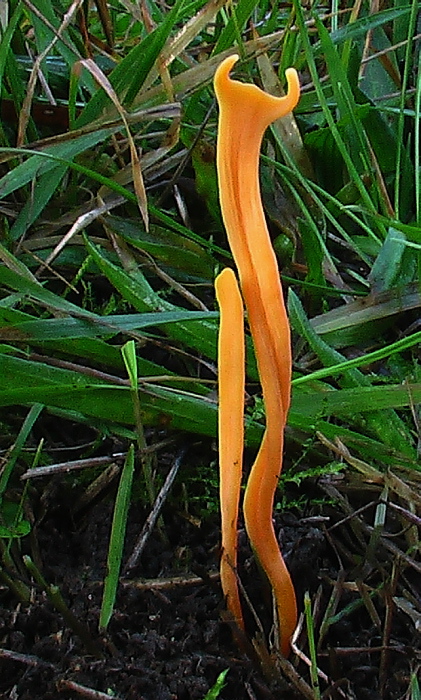 pakonárovka žltobiela Clavulinopsis luteoalba (Rea) Corner