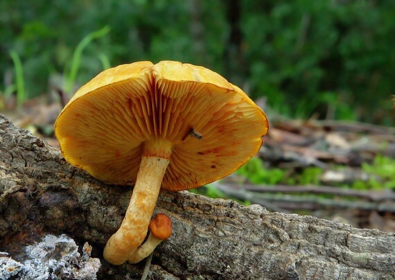 šupinovec Gymnopilus suberis (Maire) Singer