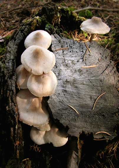 prilbička ružovolupeňová  Mycena galericulata (Scop.) Gray