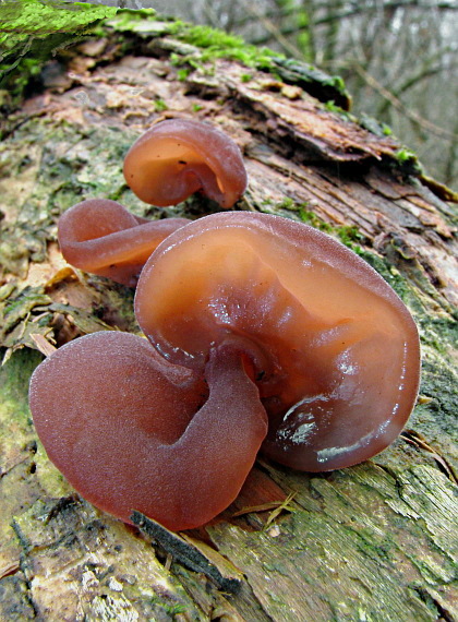 uchovec bazový Auricularia auricula-judae (Bull.) Quél.