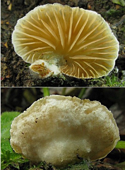 pahliva Crepidotus sp.