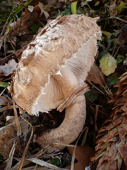 bedľa vysoká Macrolepiota procera (Scop.) Singer