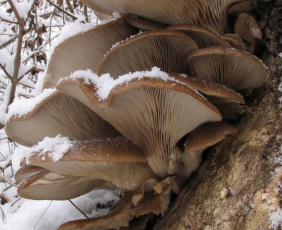 hliva ustricovitá Pleurotus ostreatus (Jacq.) P. Kumm.