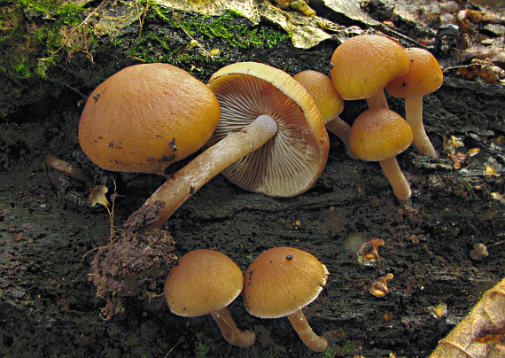 drobuľka vodomilná Psathyrella piluliformis (Bull.) P.D. Orton