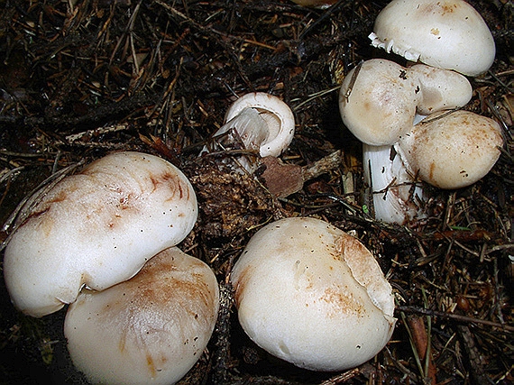 peniazovka škvrnitá Rhodocollybia maculata (Alb. & Schwein.) Singer